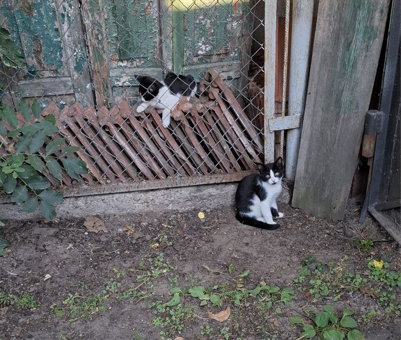 Кошенята / хлопчик 2 /