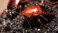 экзотические насекомые - сверчки, зоофобус, тараканы, мучной червь