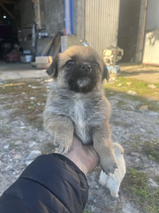 Oddam pieski w dobre rece