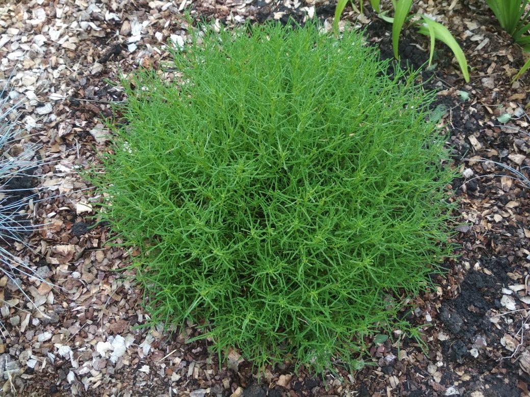 Сантолина зелёная - многолетнее, декоративное растение