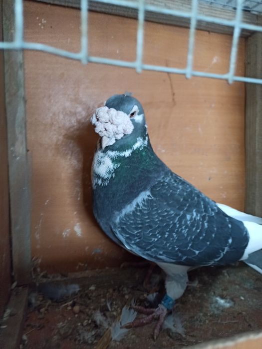 Gołębie staropolskie samiec