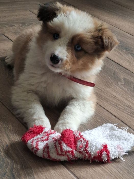 Szczeniak Border Collie Armani