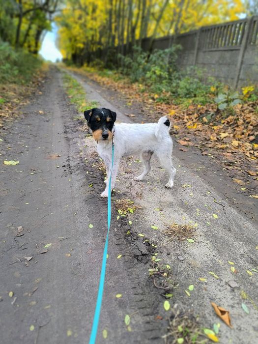 Parson Russell Terrier