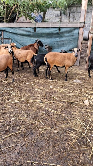 Zamiana lub sprzedam barana kameruna