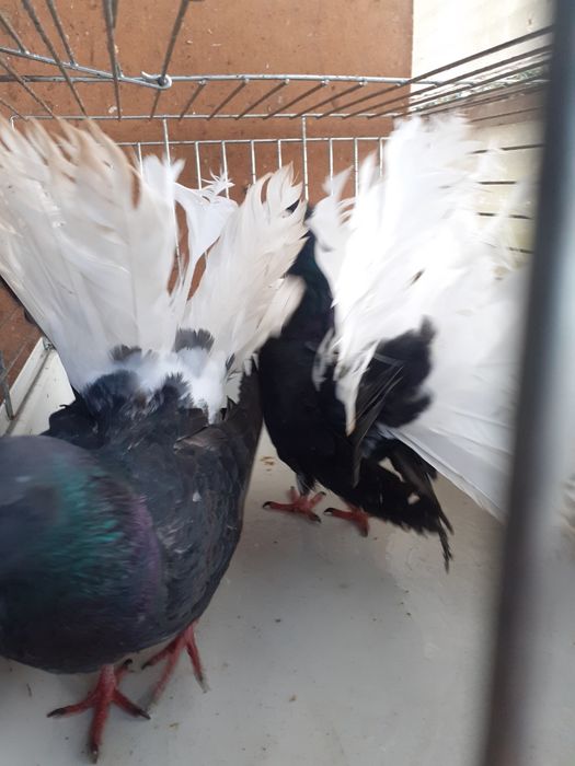 Gołebie pawiki ozdobne