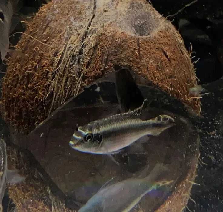 Barwniak Czerwonobrzuchy - TINA ZOO Gliwice Jasna