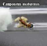 Екзотичні мурахи Camponotus nicobarensis.  Мурашина ферма, мурахи купи