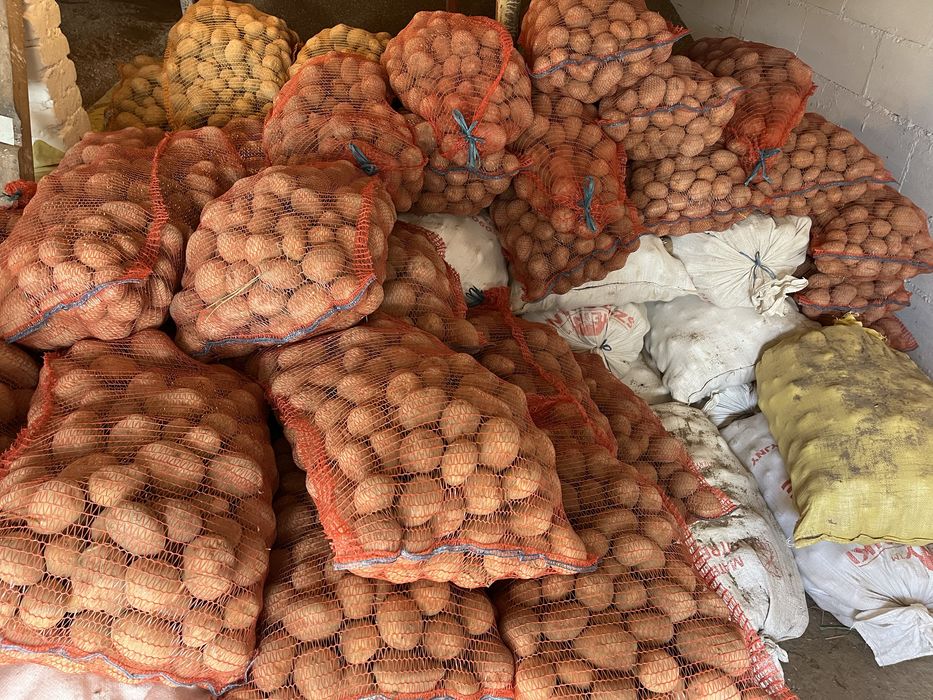 Ziemniaki Jadalne Satina,Lord,Denar