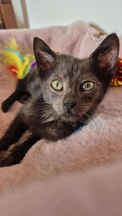 Piękny kotek do adopcji