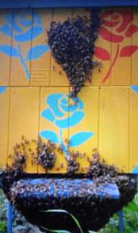 Pszczoły Rodziny pszczele