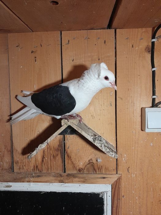 Tarczowy południowoniemiecki.  Tarczowe