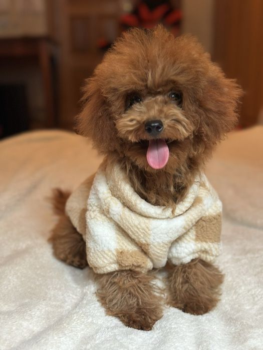 Щенки той пуделя red brawn, toy poodle teucap