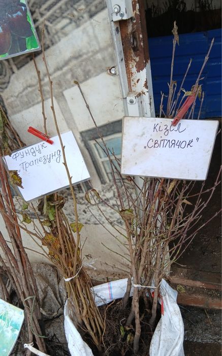 Калина/ліщина/кізіл/береза