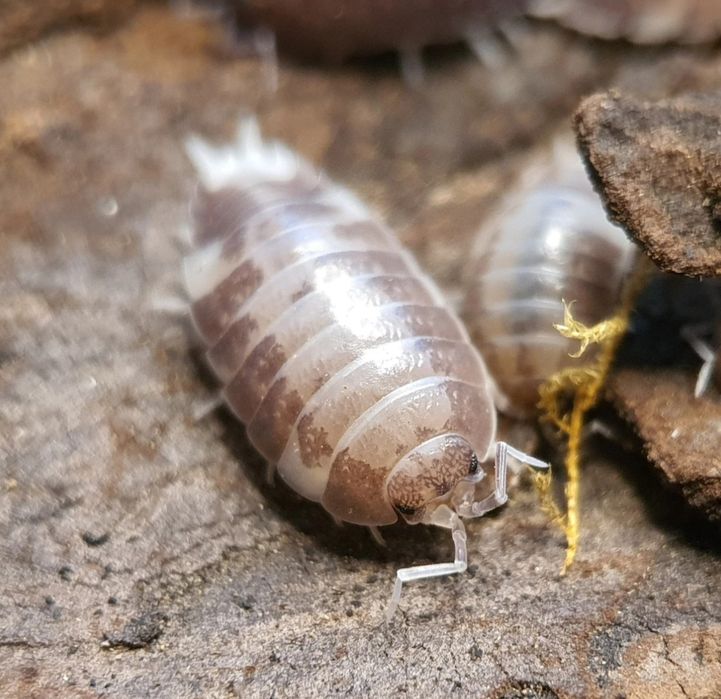 Porcellio laevis 