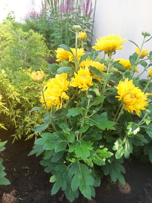 Хризантема жовта