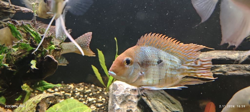 Ziemiojady Red head tapajos 4szt.