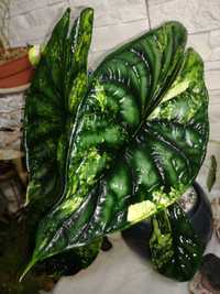 INTERNATIONAL Alocasia Dark Baginda Variegata Dragon Scale philodendr