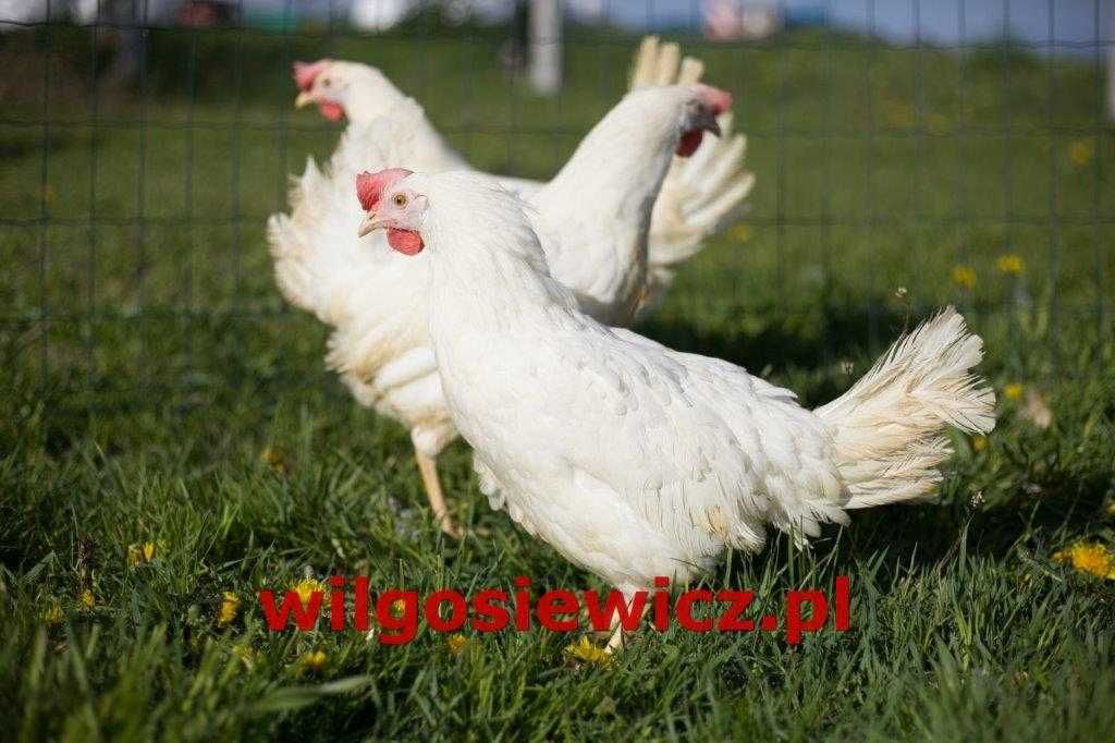 Kury nioski Tetra tintet odchowana
