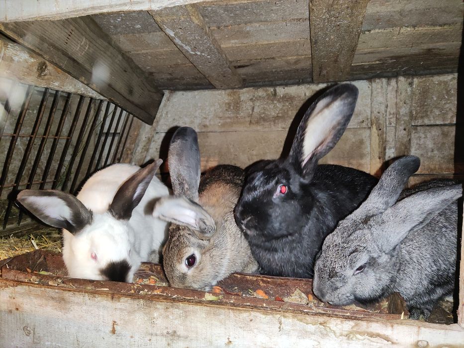 Продам взрослых кролей