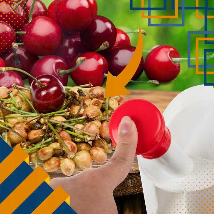 drylownica do wiśni czereśni pestek pojemnik z przyssawką antypoślizg