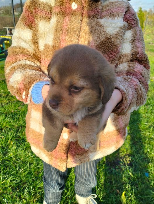 Małe pieski 2 suczki