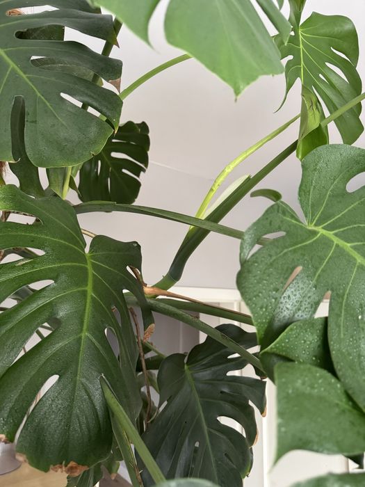 Monstera deliciosa - 3 odnogi, 120 cm wys., 2m szerokości