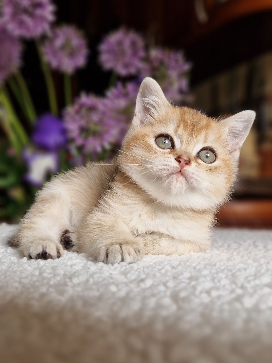 Породистый британский котёнок мальчик из питомника