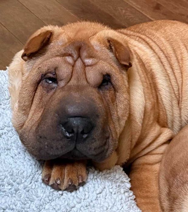 SHARPEI szczeniak po utytułowanych rodzicach