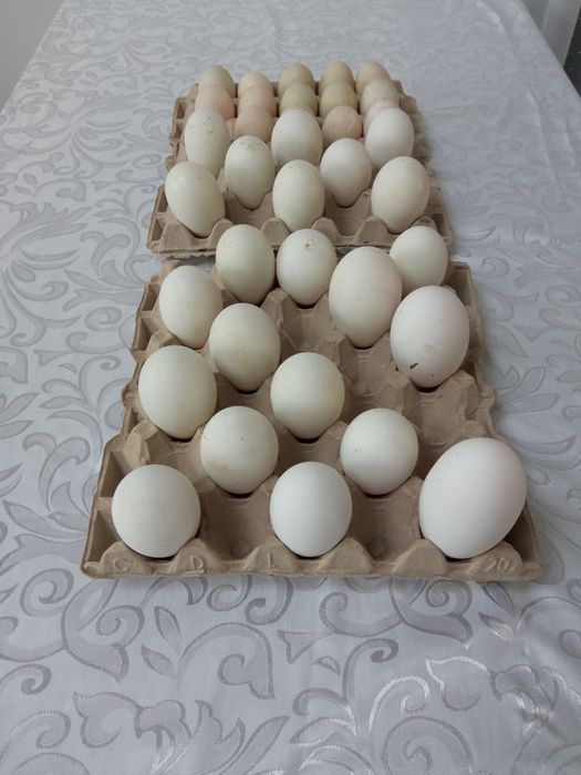 Jajeczka lęgowe Gąsek Landes