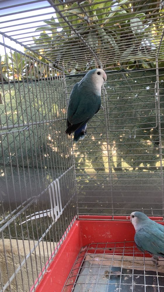Casal rosicollis longfeather e 2 machos