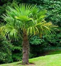 Palma Trachycarpus Fortunei Szorstkowiec Fortunego 140cm