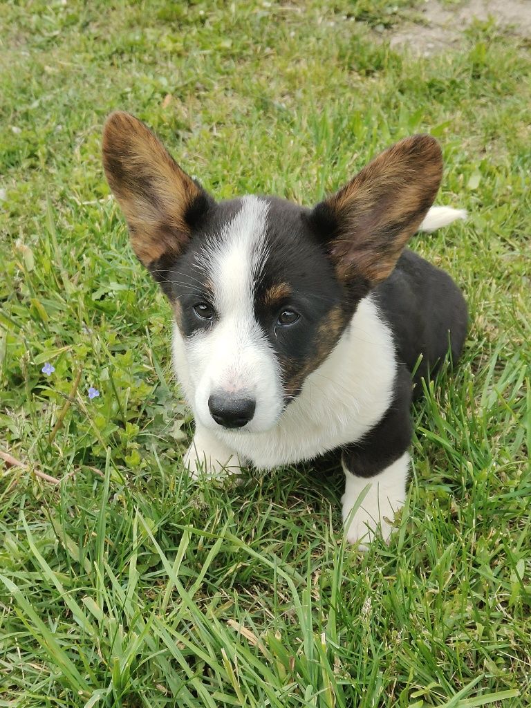Welsh Corgi Cardigan zapowiedź- ZKwP,26 lat hodowli Rivulus FCI