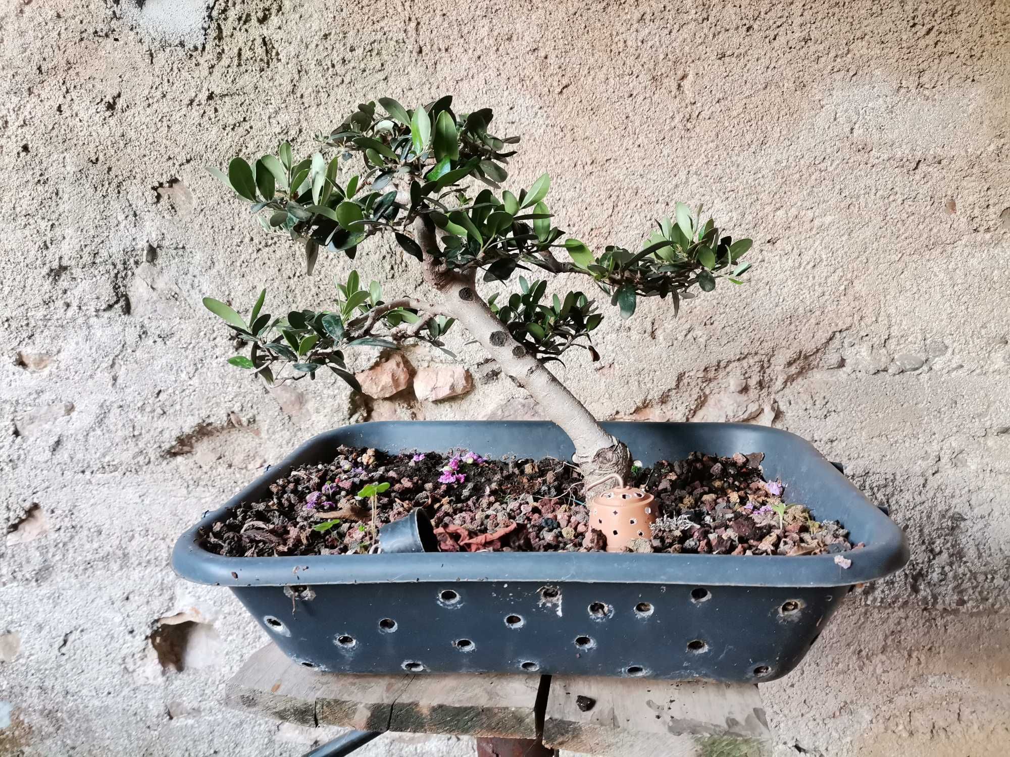 Pré-Bonsai de "Oliveira Europeia" - *VENDA URGENTE (DESOCUPAR)*