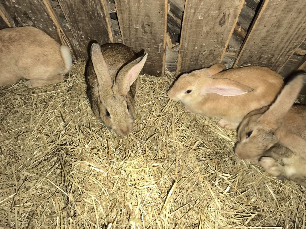 Coelhos pequena produção