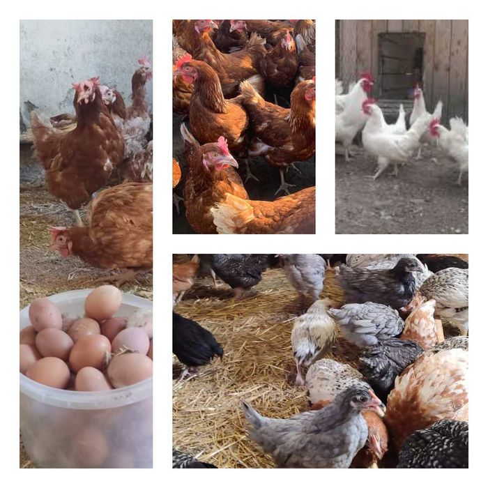 Продам кури несушки! Доставка безкоштовна. Богодухів!