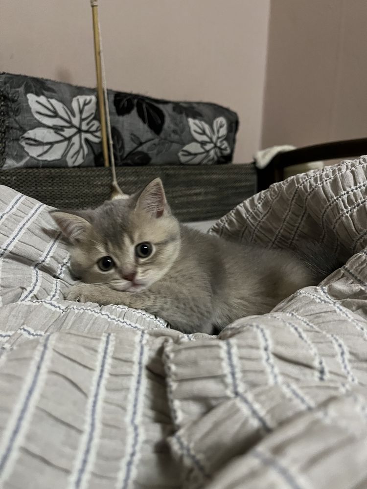 Шотландские прямоухие котята
