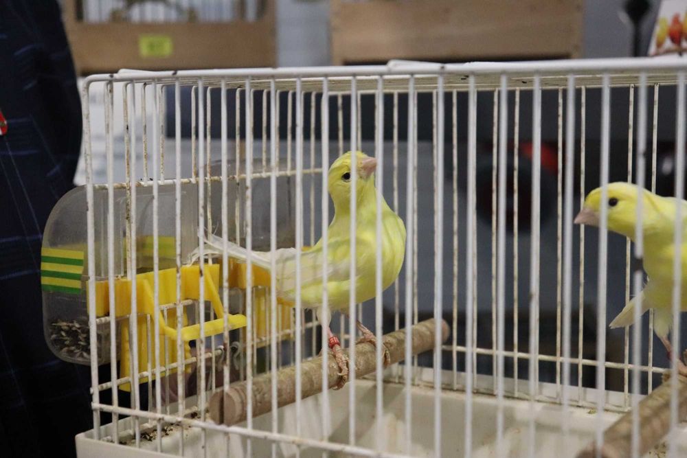 Kanarek harceński - samiczki po wystawie