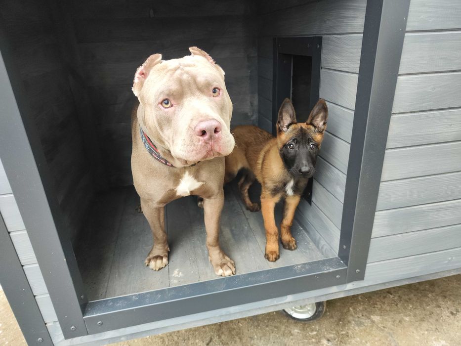 Solidna buda XXL dla dużego psa!!!Nowofunlad Bernardyn Kaukaz okienko