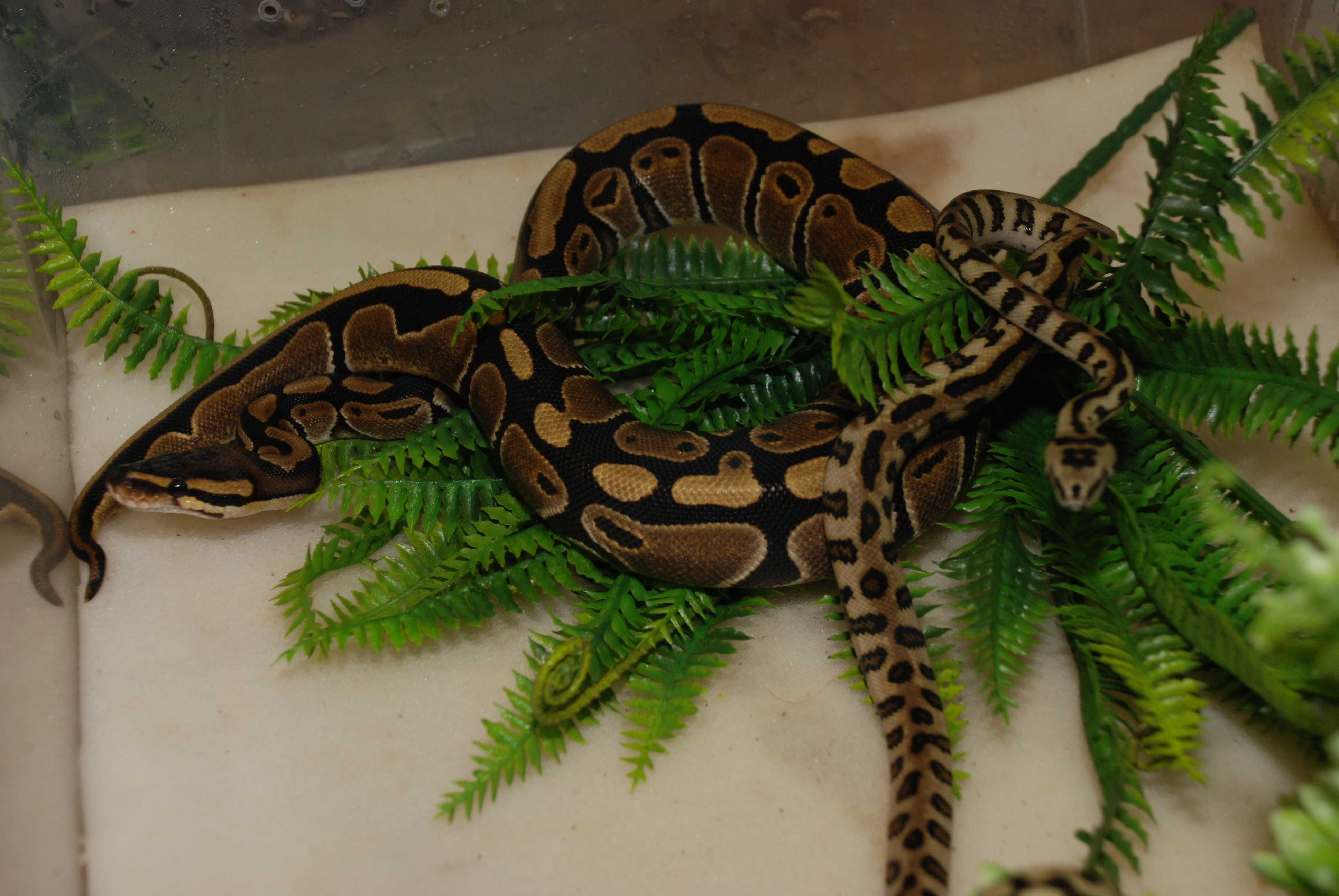 Королевский питон (шаровидный) Python regius - подростки и взрослые