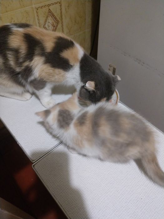 Трьохколірна шотландська киця