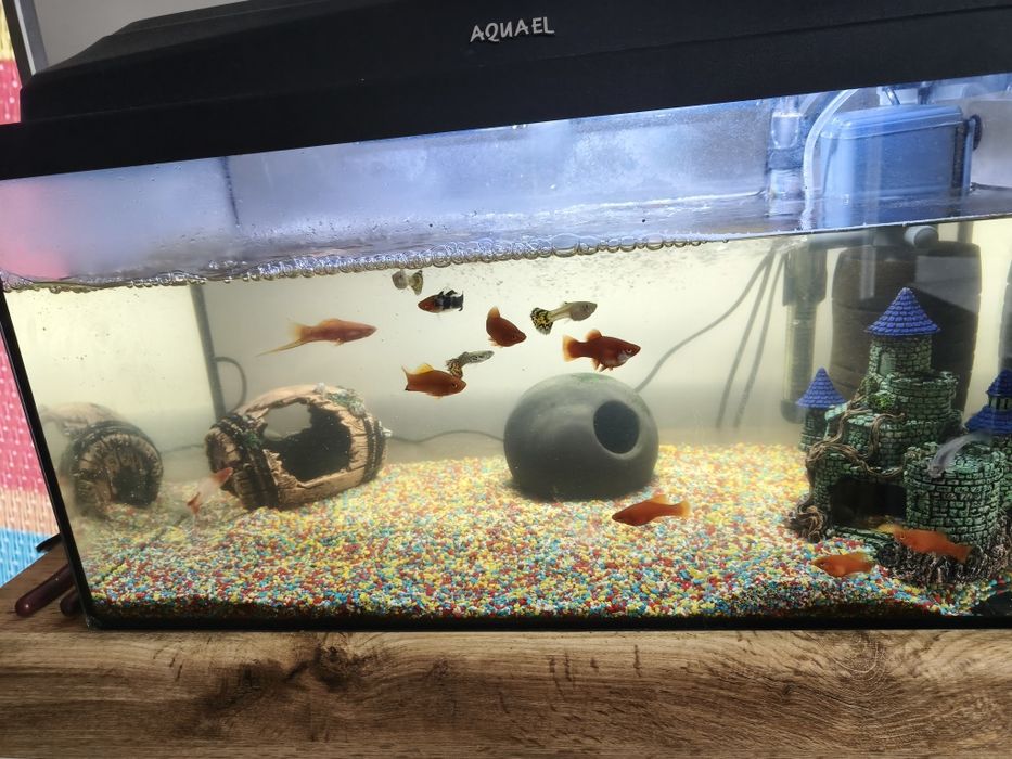 Akwarium z rybkami 54 litry