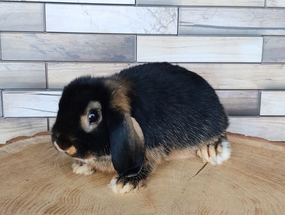 Mini lop wolne króliczki baranki