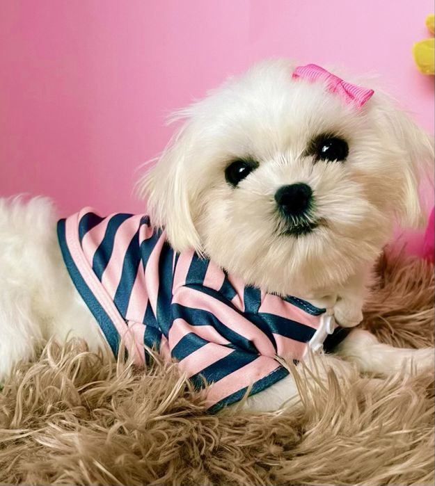 Maltańczyk miniaturowy z rodowodem