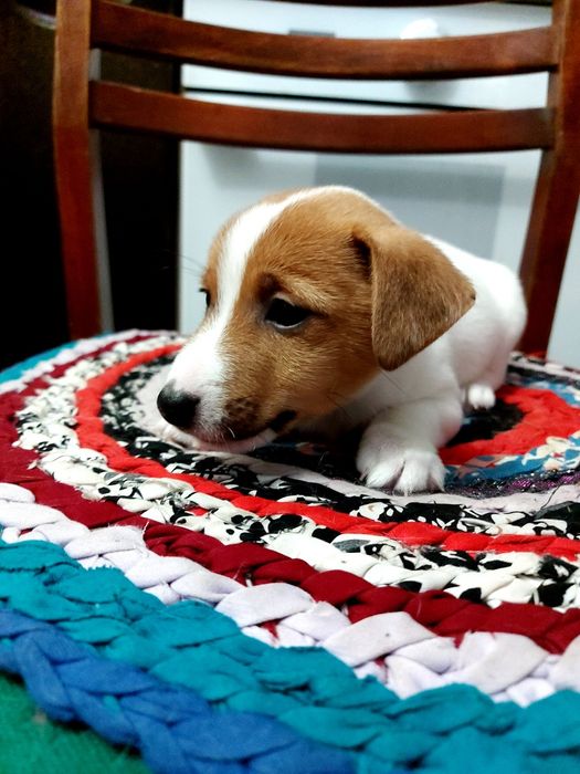 Джек-рассел-терьер