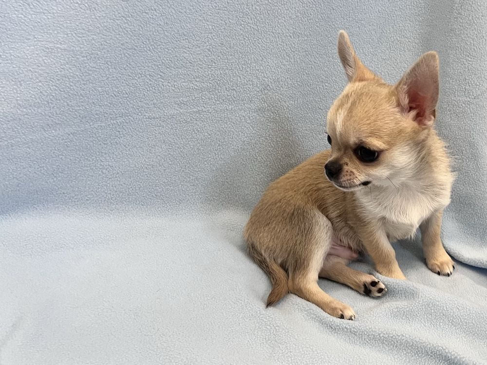 Chihuahua Macho Pequenino