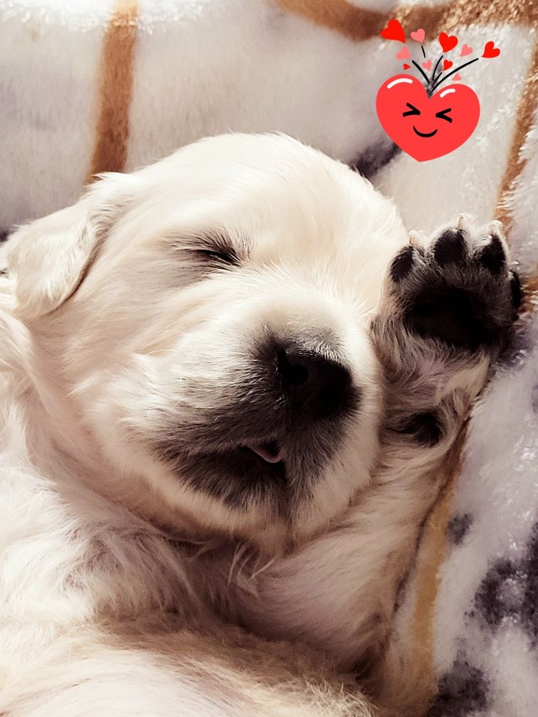 Golden retriever