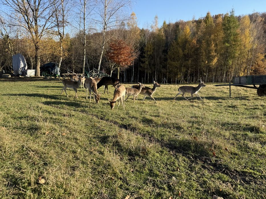 Daniele w różnym wieku