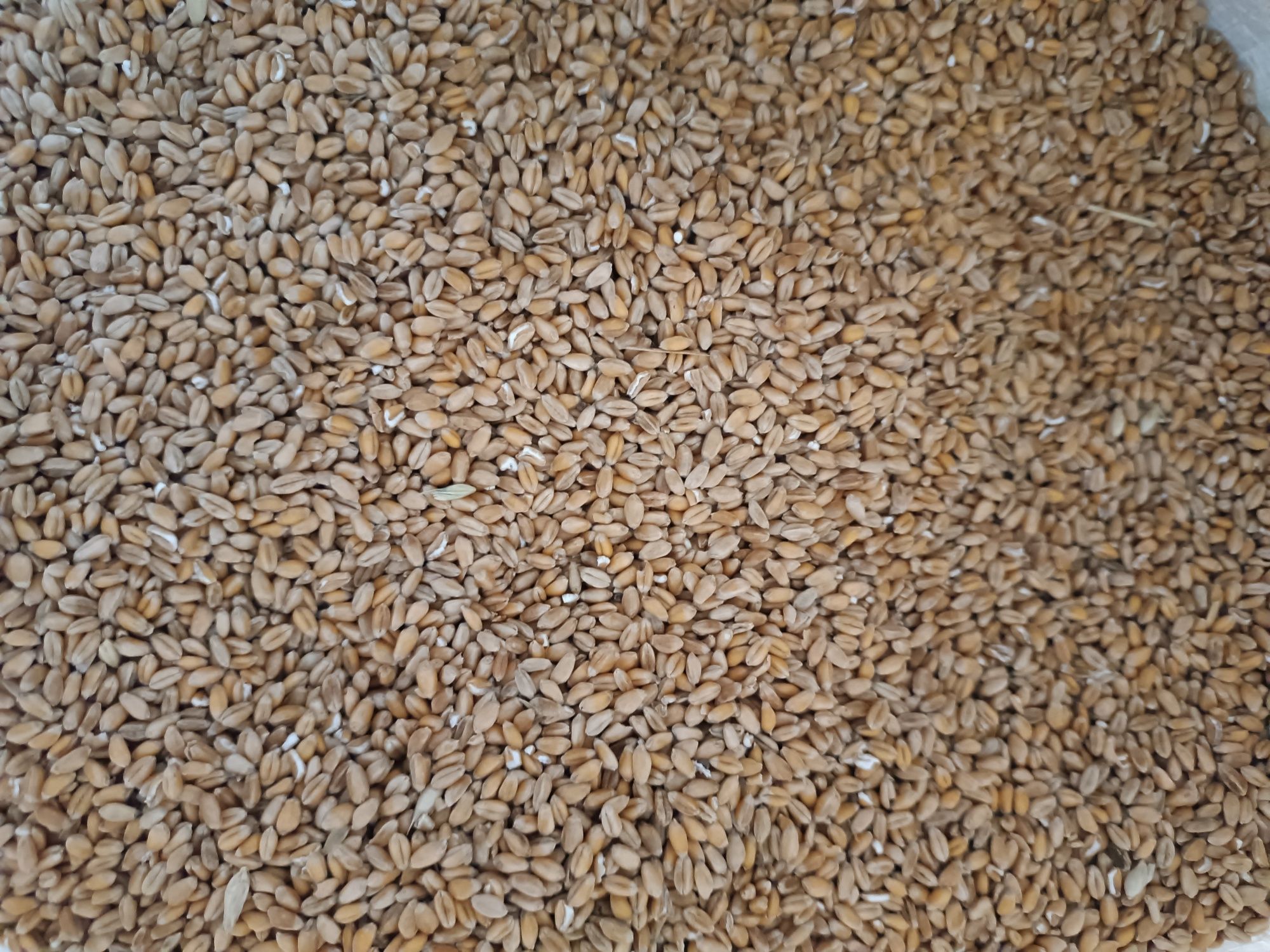 Пшениця озима врожай 23 року.