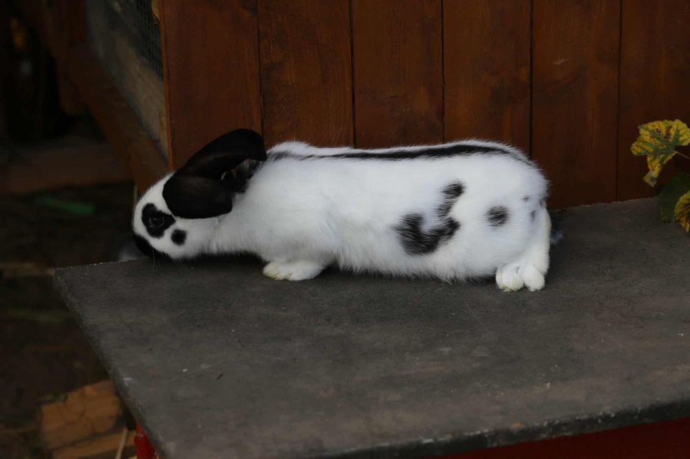 Samiec srokacz olbrzym niemiecki czarny OSC