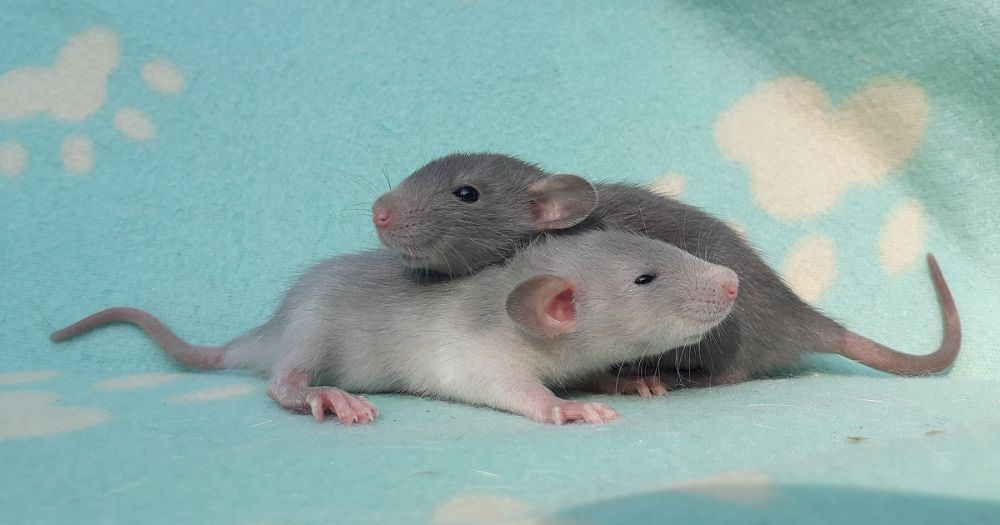 Szczurki Dumbo American Blue- szczur, szczury, szczurek prof, p.pasoż.
